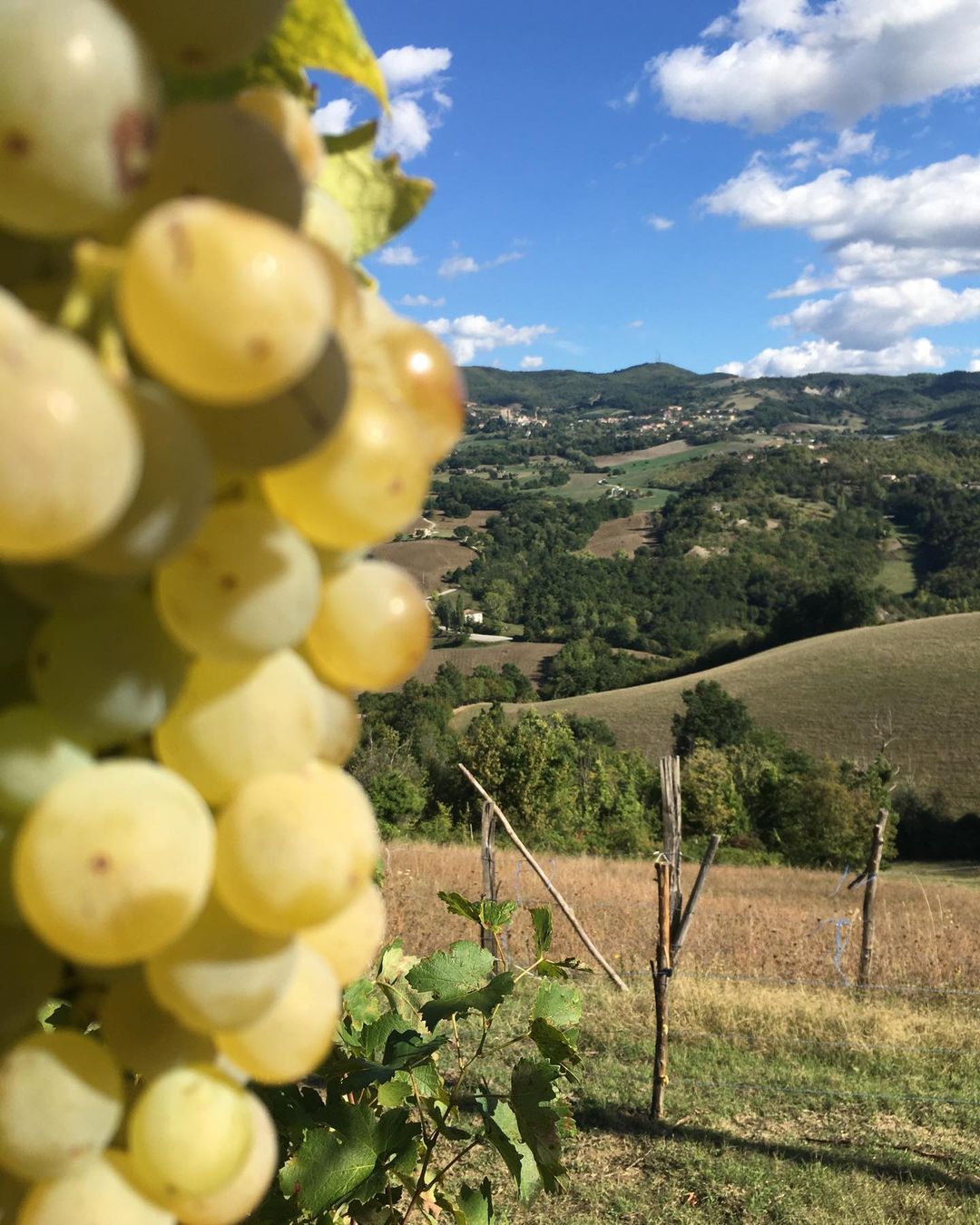 Vigna Agriturismo La Sequoia