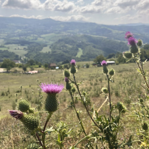 panorama sul Sant'Agata Feltria